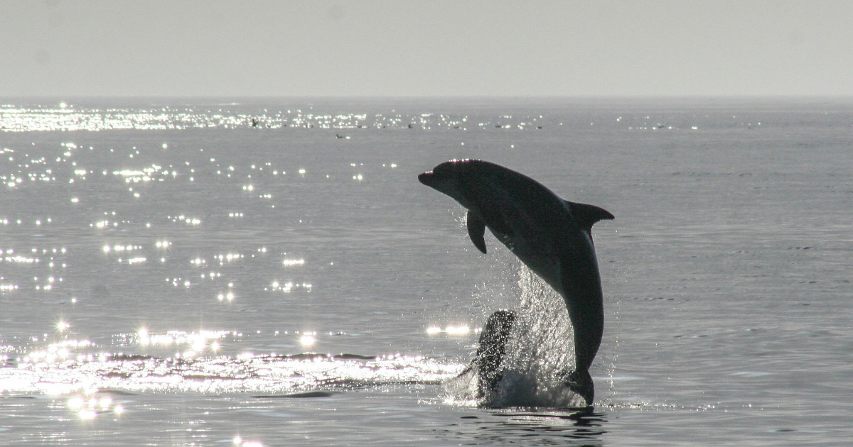 MySQL 9.7 LTS header image